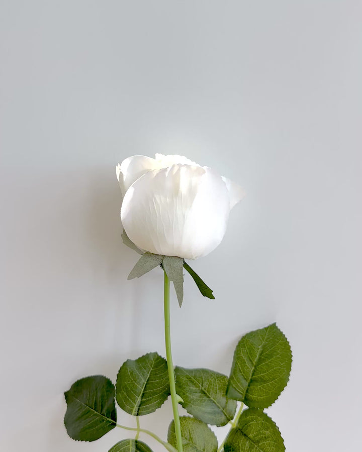 Classic white rose