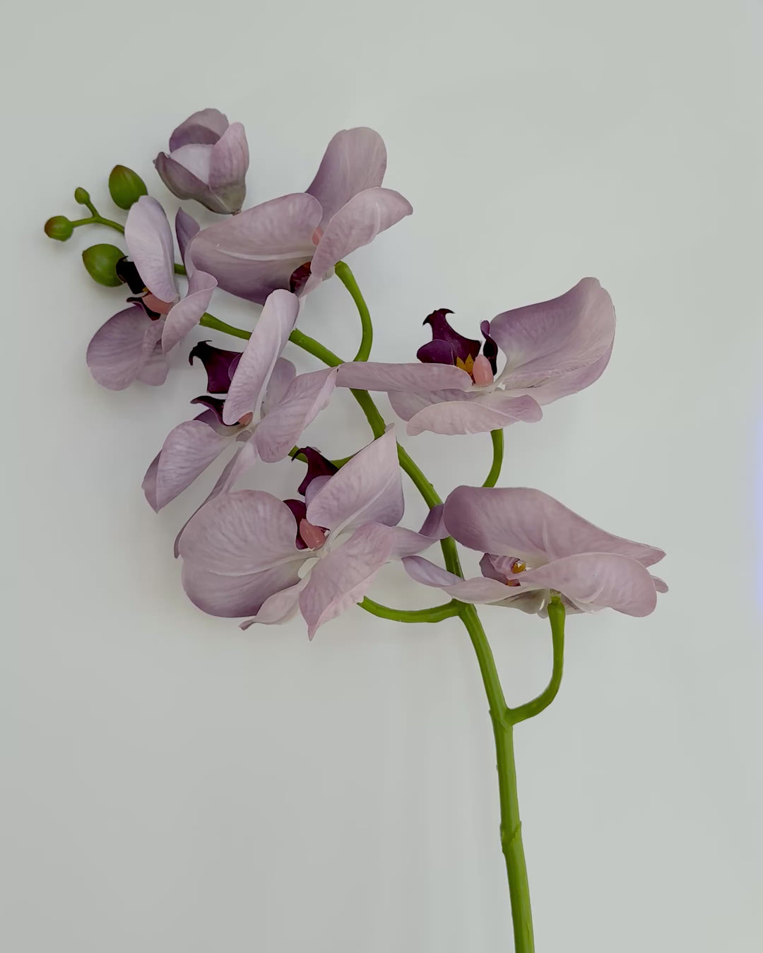 Orchid in light purple