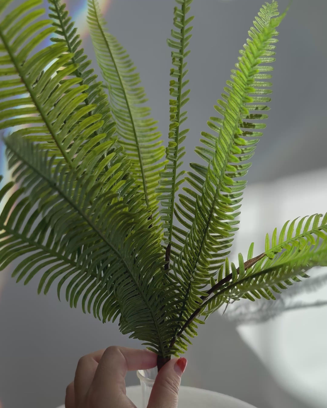 Fern ib green