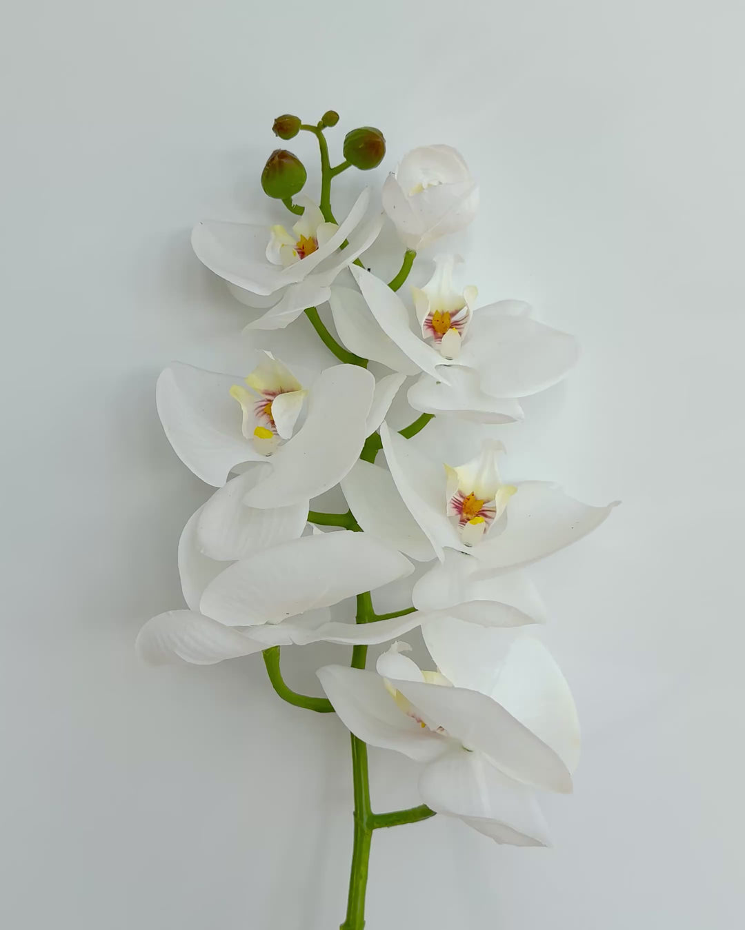 Orchid in white