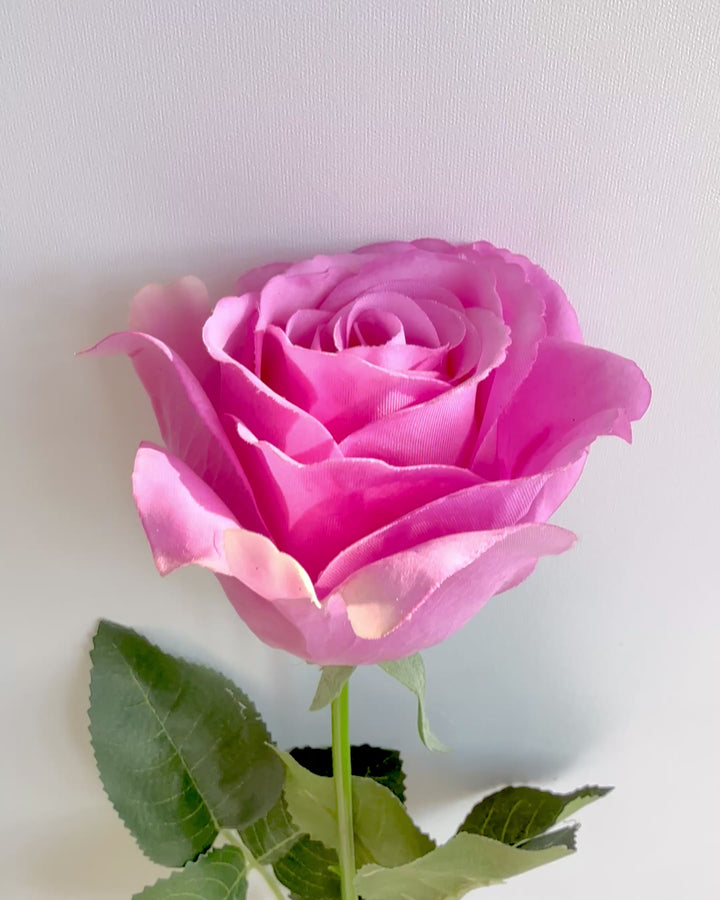 Classic pink rose