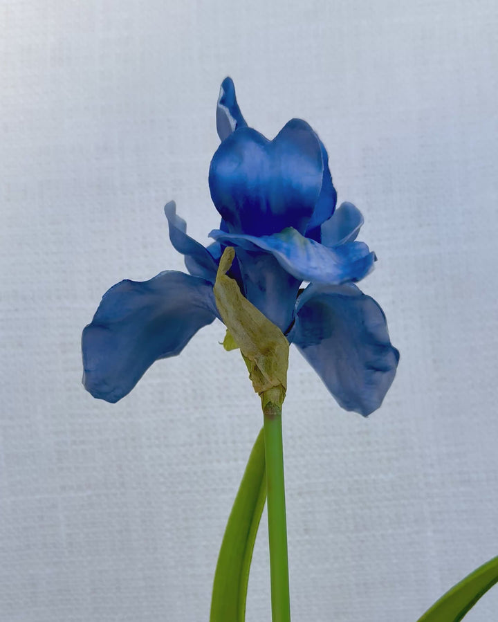 Iris in blue