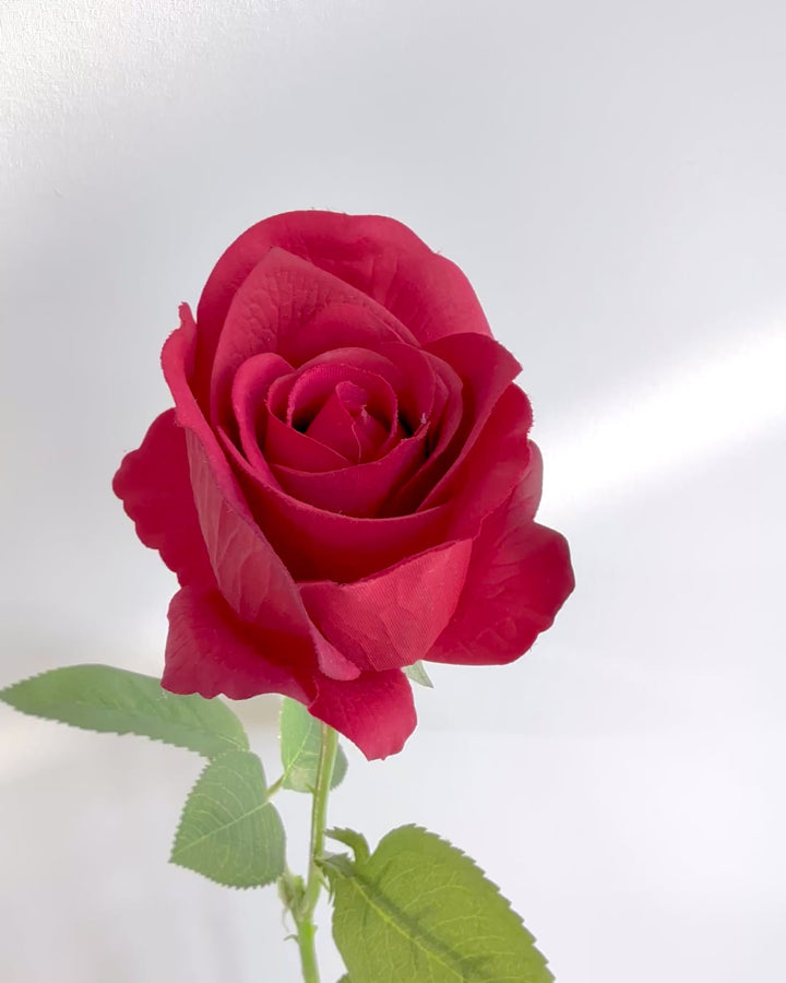 Classic red rose