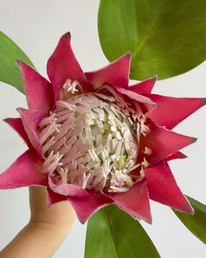 Protea in deep pink