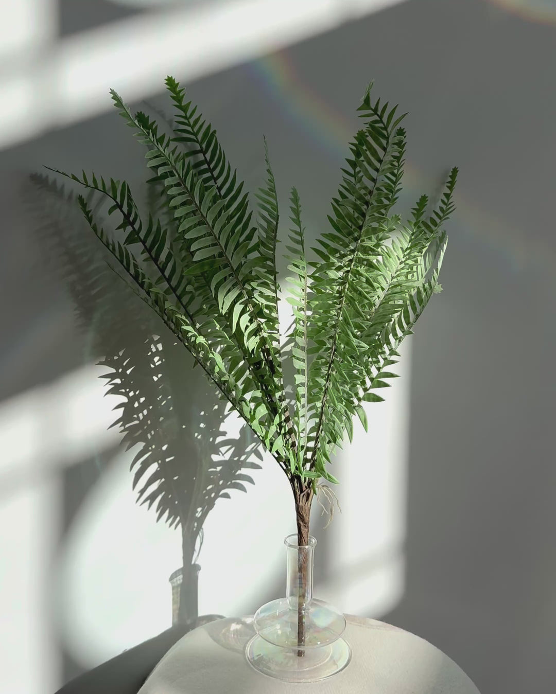 Fern in washed green