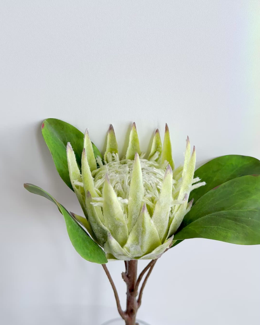 Protea in green