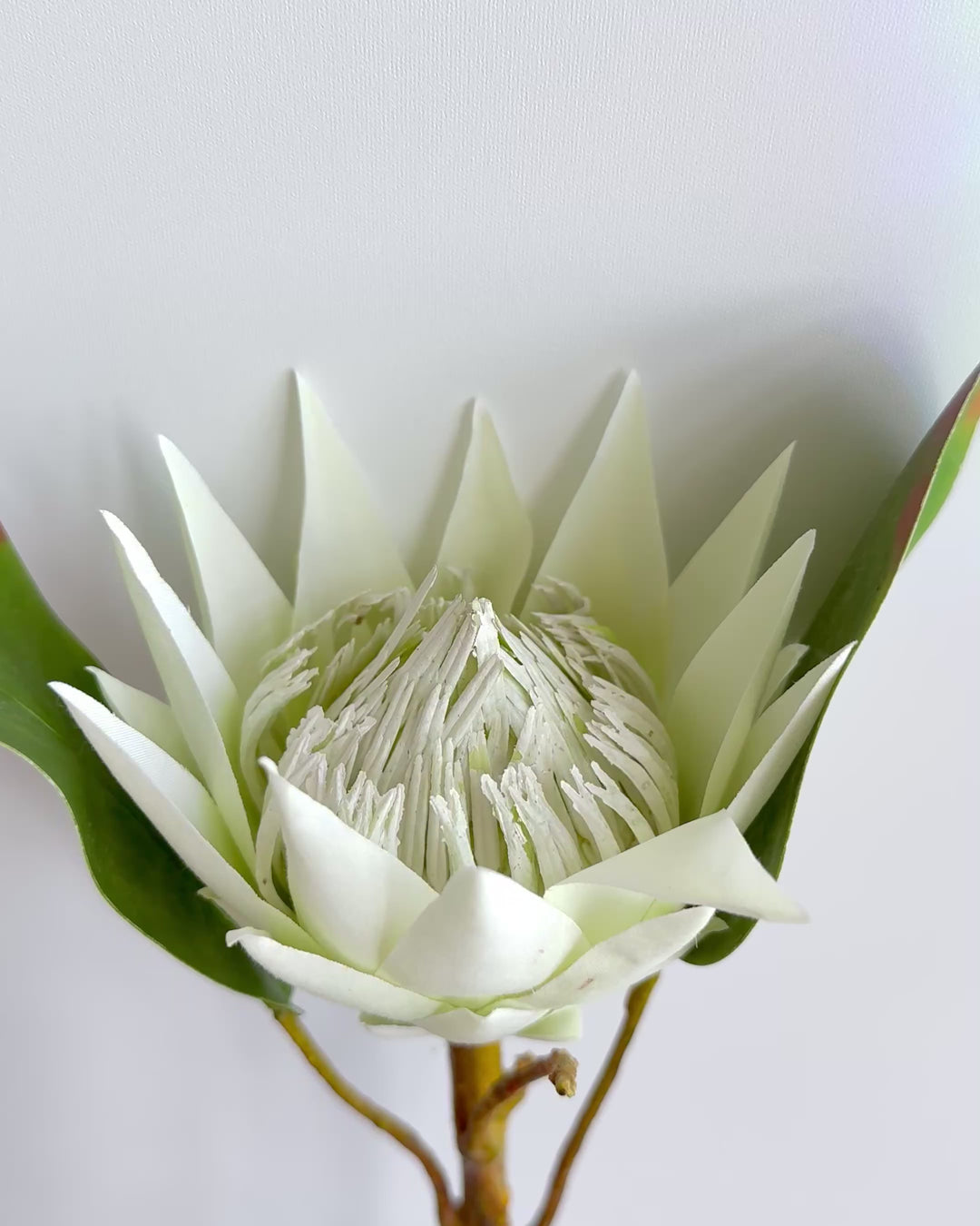 Protea in white