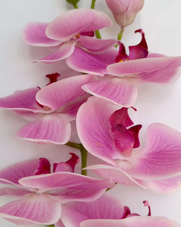 Orchid in pink