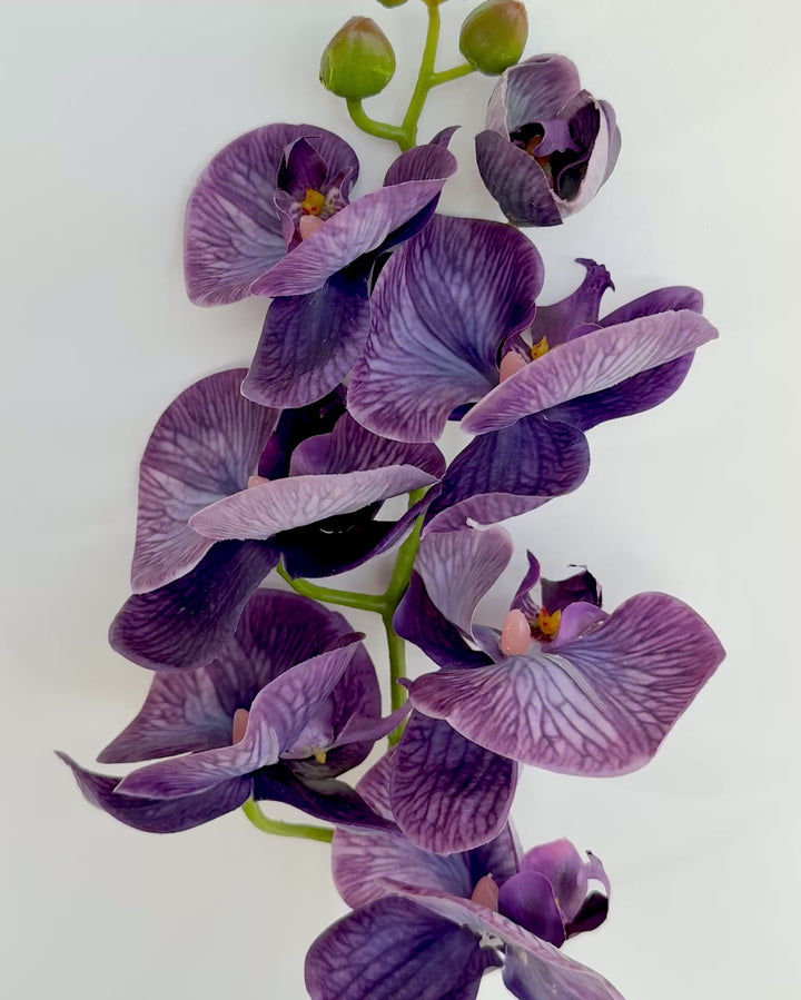 Orchid in purple