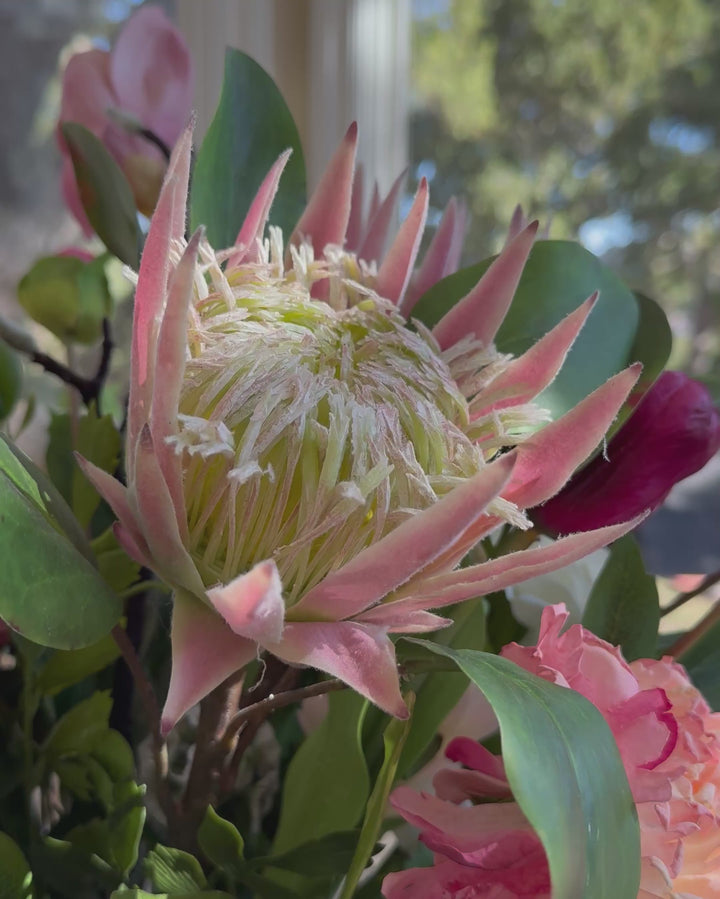 Protea in pink