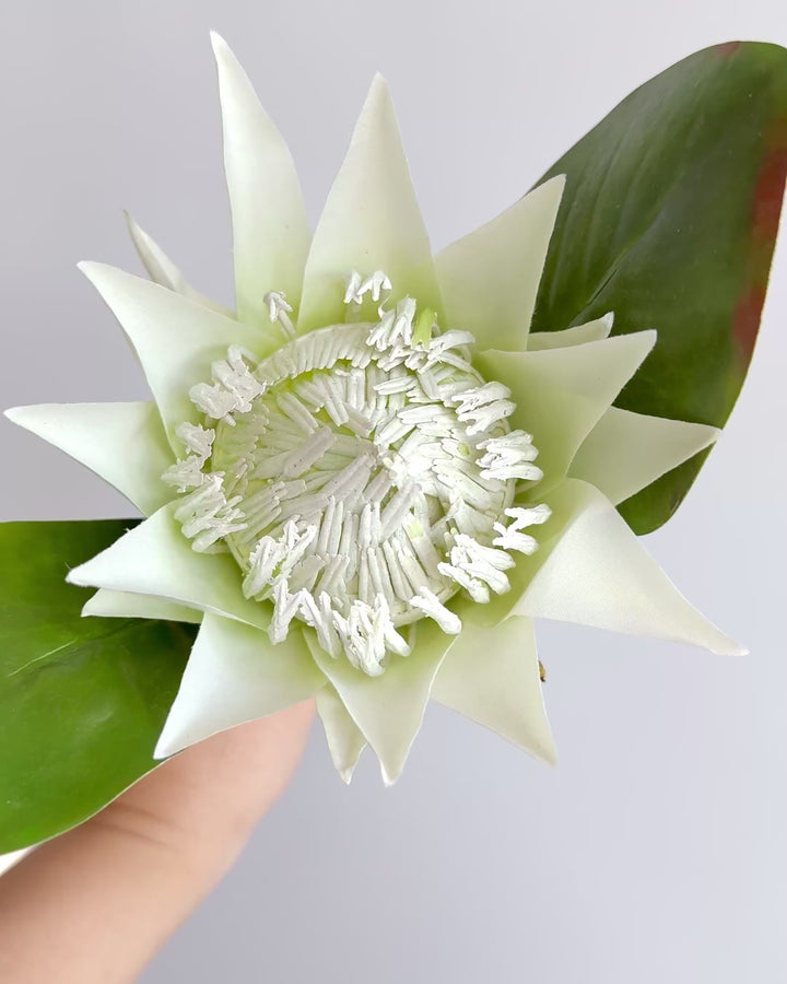 Protea in white