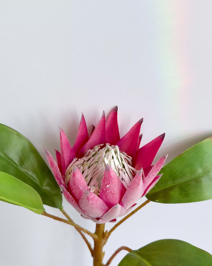 Protea in deep pink