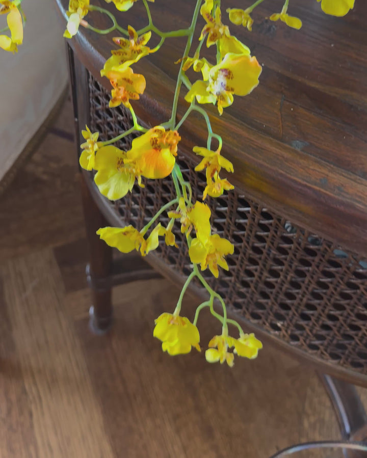 Dancing lady orchid in yellow.