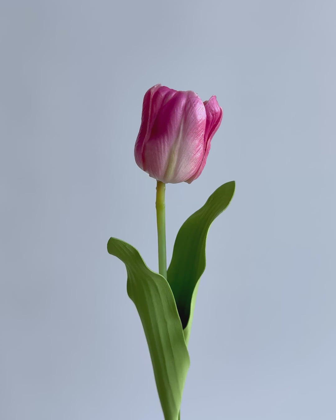 Tulip in pink