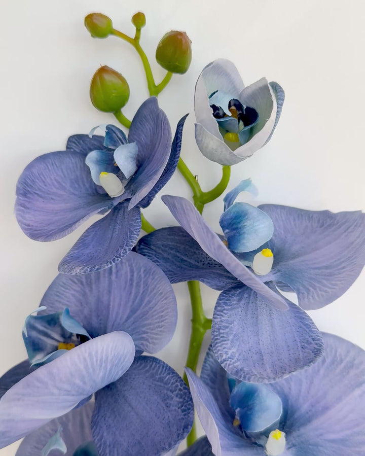 Orchid in blue