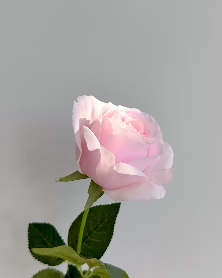 Classic pastel pink rose