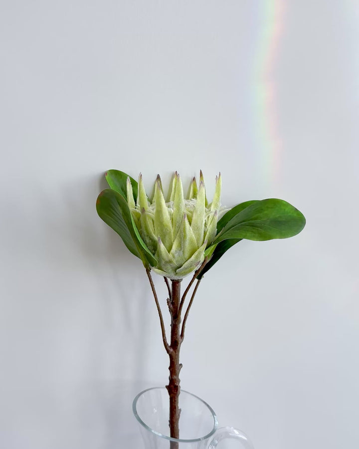 Protea in green