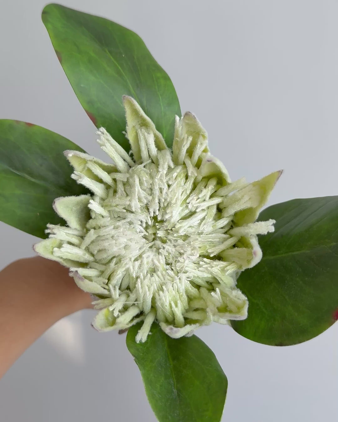 Protea in green